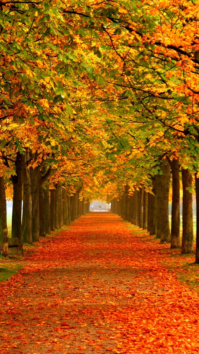 Autumn Leaves Falling Themes, themes, autumn, leaves, trees, orange, HD phone wallpaper