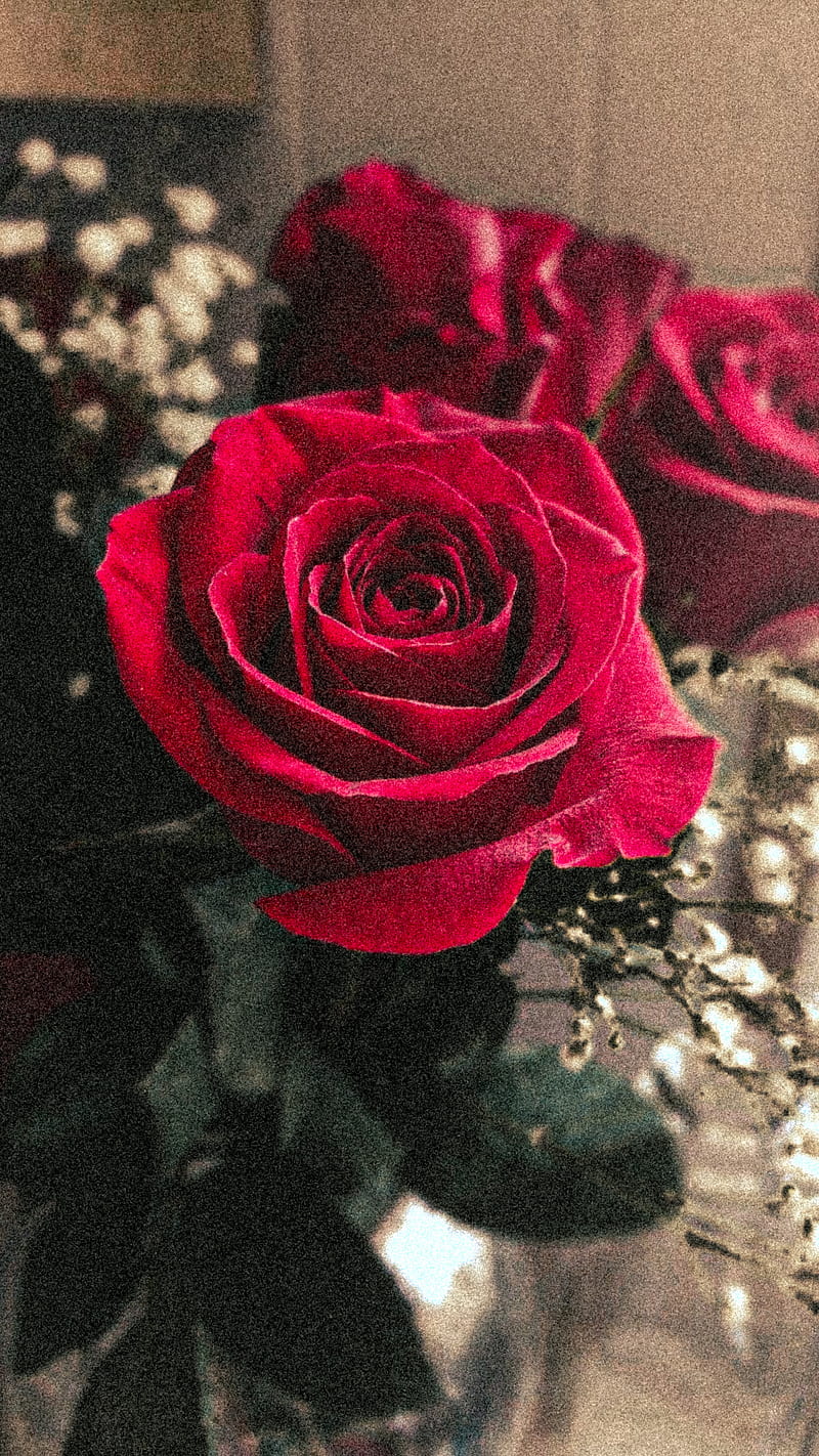 Rose CBA-ARG, alarma, love, bts, flower, flowers, iphone, leaf, one, real,  rose, HD phone wallpaper | Peakpx