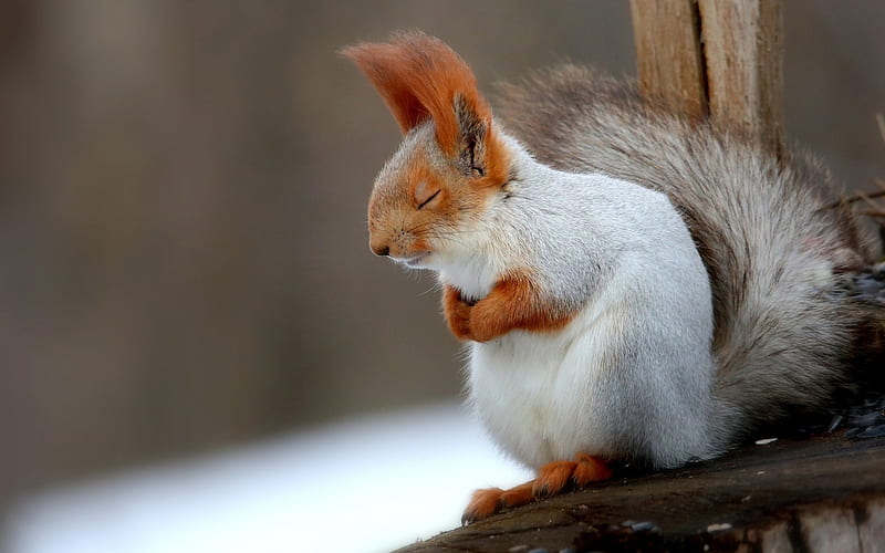 Please, God, make peace in this world, cute, squirrel, praying, veverita, white, animal, HD wallpaper