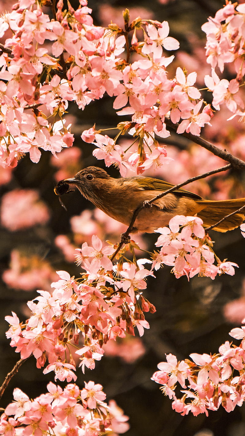 bird perching on tree during daytime, HD phone wallpaper