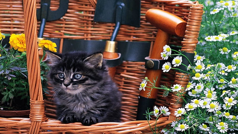 A kitten with flowers in a basket, feline, basket, flowers, garden tools, kitten, HD wallpaper