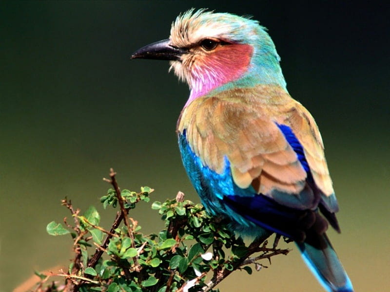 Lilac-breasted Roller, bird, HD wallpaper
