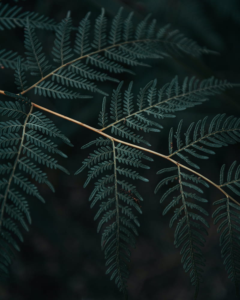 fern, branch, leaves, macro, dark, HD phone wallpaper