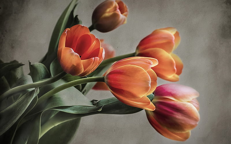 Bouquet of tulips, flowers, tulips, bouquet, radiant, HD wallpaper