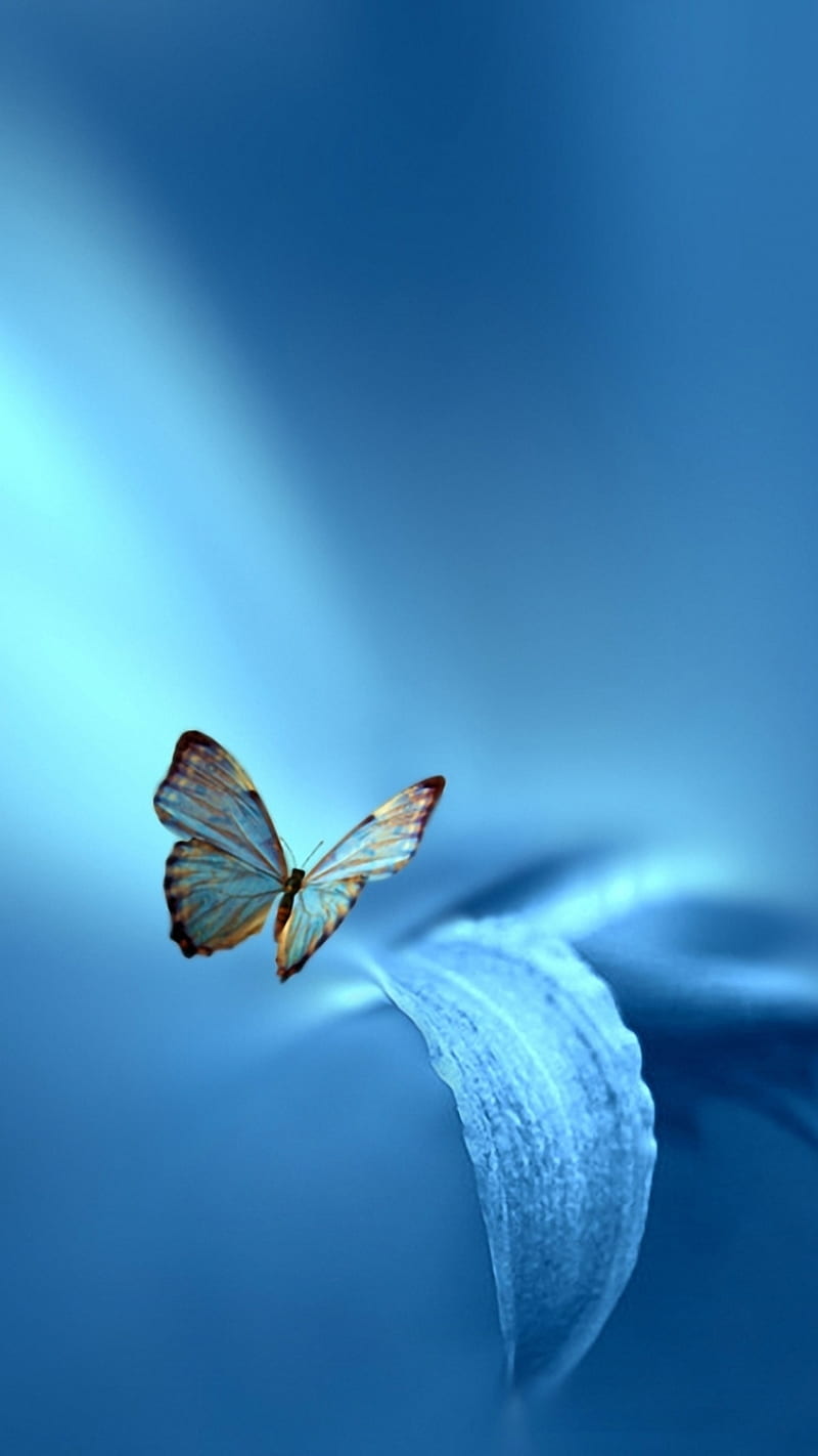 Little Butterfly, blue, butterfly, little, HD phone wallpaper