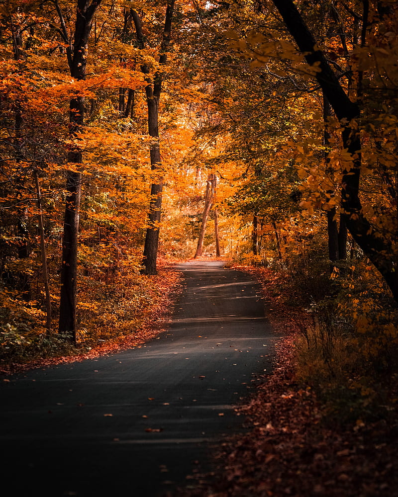 alley, autumn, trees, path, foliage, HD phone wallpaper