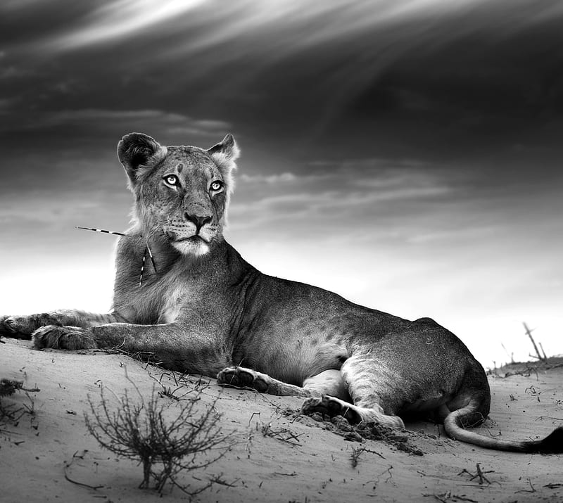 HD wallpaper look of a lioness animal background black white female lioness wild