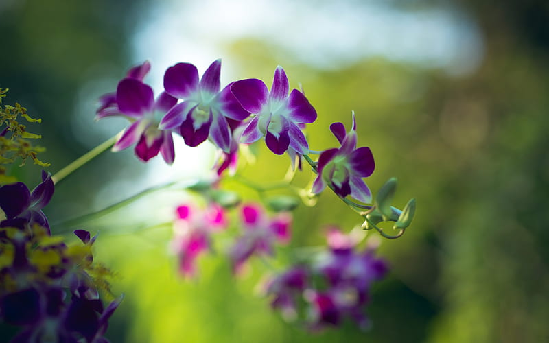 Purple dendrobium orchids Flower, HD wallpaper