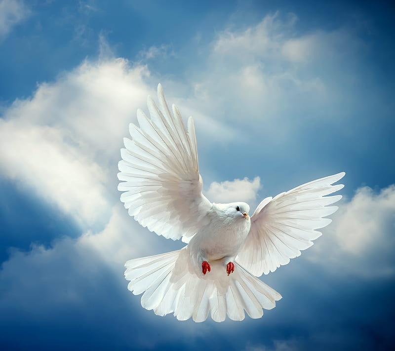 White Dove, bird, dove, peace, sky, white, HD wallpaper