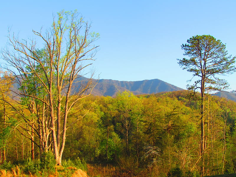 Great smokey Mountains, colorful, bonito, trees, breath taking, HD wallpaper