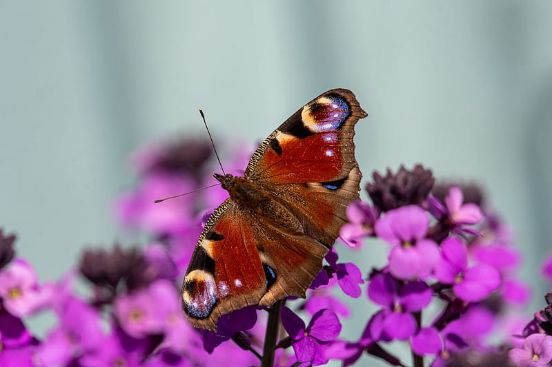 peacock eye, butterfly, flowers, blur, macro, HD wallpaper
