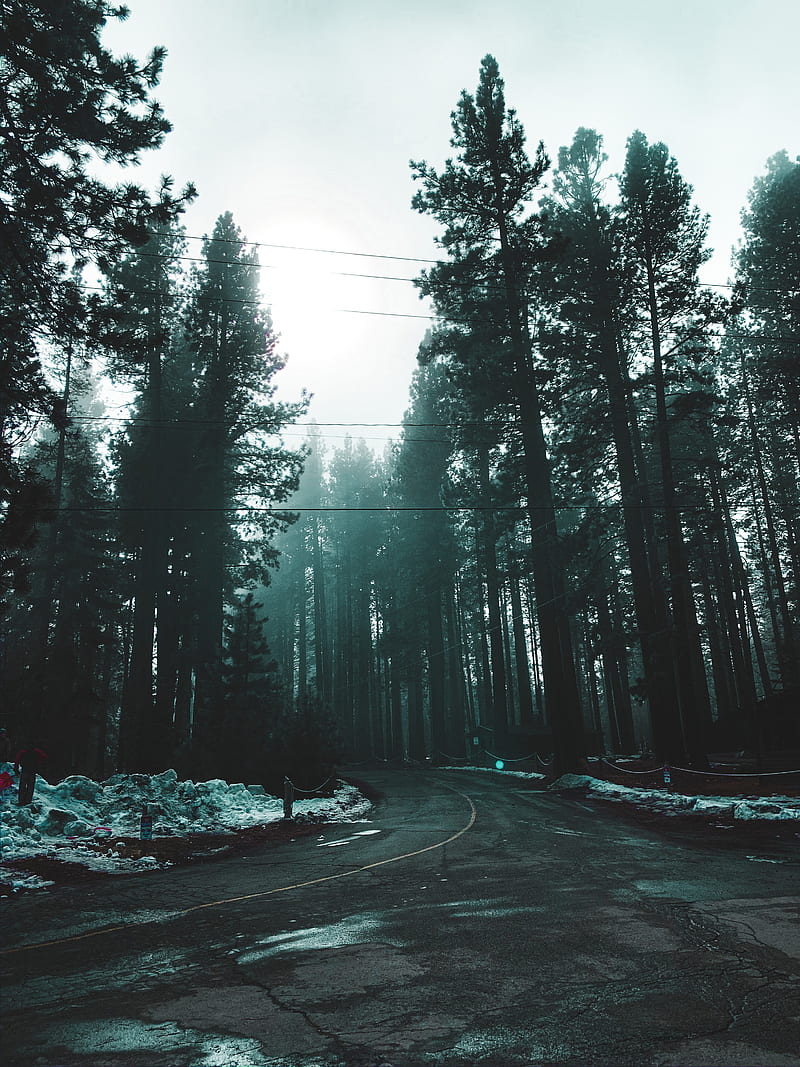 road, fog, forest, HD phone wallpaper
