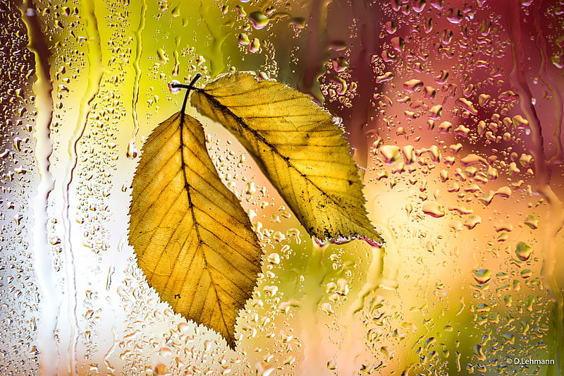 Yellow Leaves Autumn Macro , leaves, autumn, nature, macro, HD wallpaper