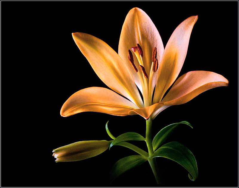 Tiger, single bloom, orange, black background, flower, green leaves, tiger lily, HD wallpaper