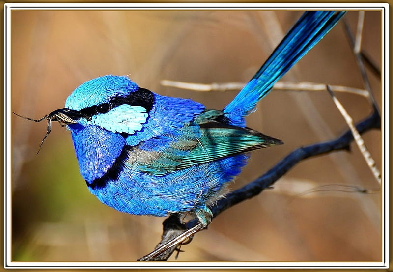 PRETTY BLUE WREN, PRETTY, NATURE, , BIRD, HD wallpaper