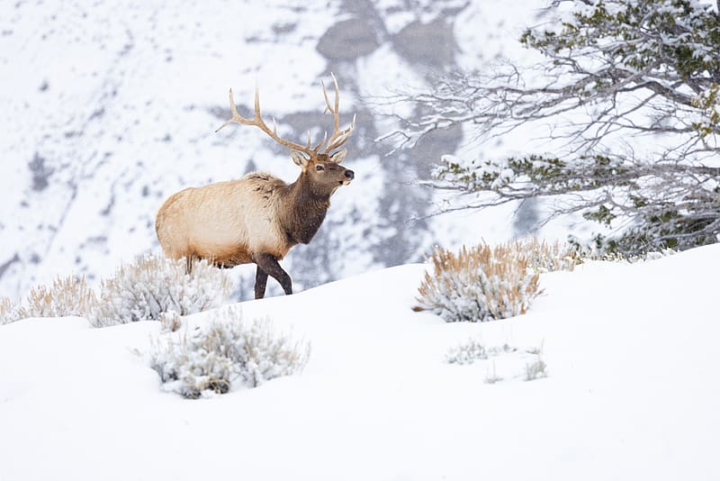 Winter Deer, Animal, Snow, Deer, Winter, HD wallpaper