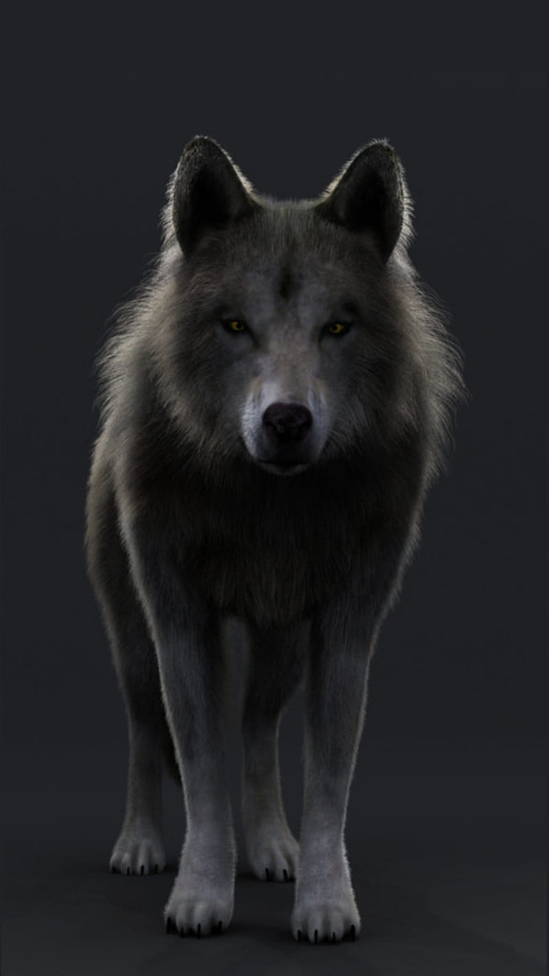 wolf2, loup, wolf, HD phone wallpaper