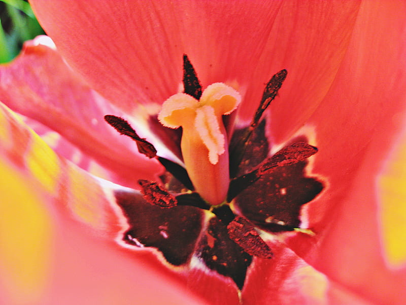 like sherbet, flower, bright, colors, tulip, HD wallpaper