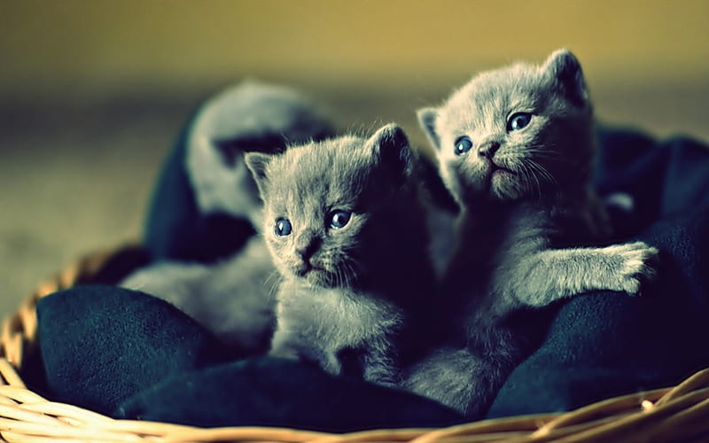 lovable blue russian kittens, russian, cat, kitten, blue, HD wallpaper