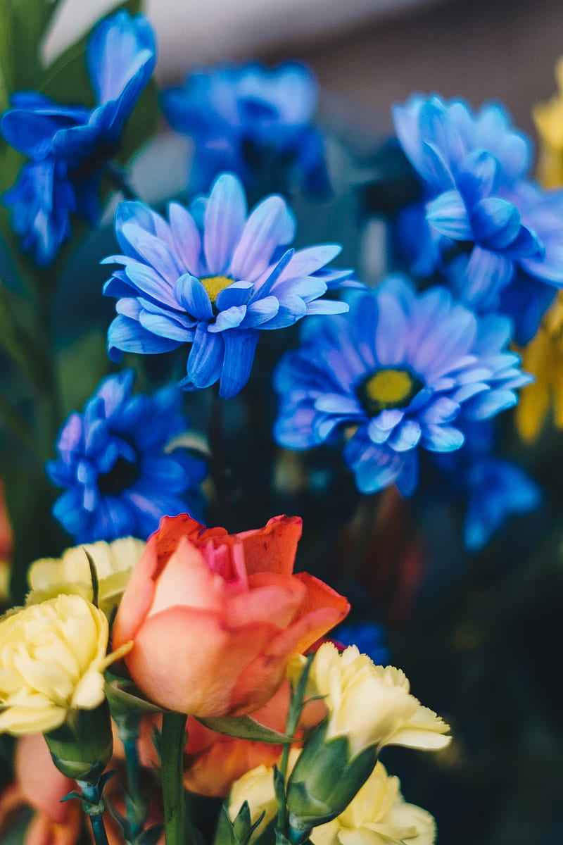 roses, chrysanthemums, flowers, bouquet, blue, HD phone wallpaper