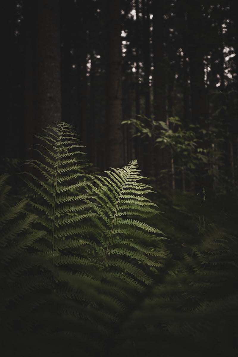 fern, branches, trees, forest, HD phone wallpaper