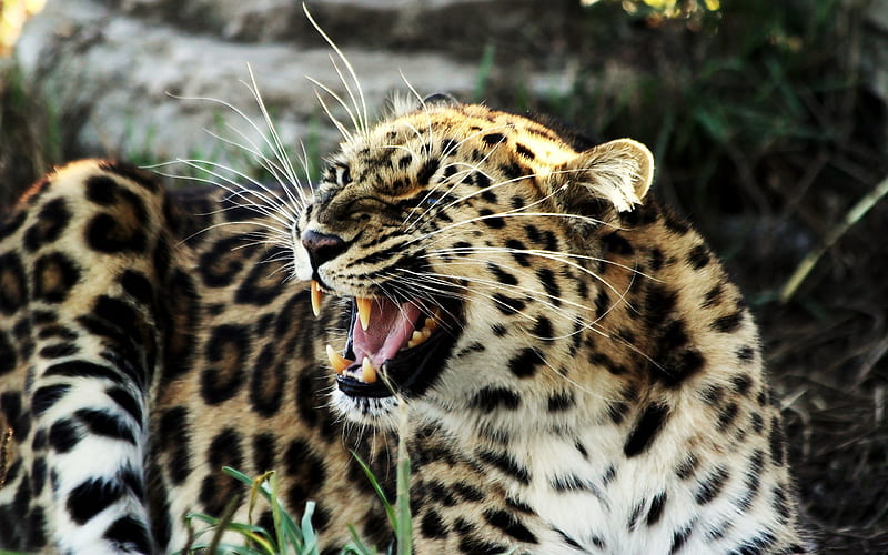 Roaring Tiger-Animal World Series, HD wallpaper
