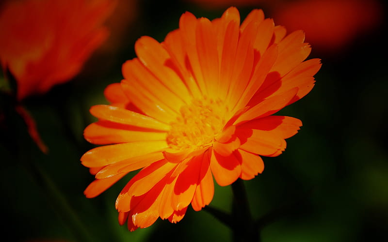 Summer brilliant-Macro graphy-Chrysanthemum, HD wallpaper