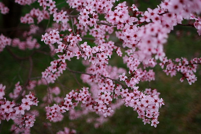 PLUM TREE BLOSSOMS, blossoms, plum, tree, spring, HD wallpaper