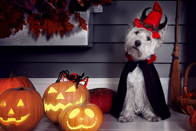 Happy Halloween!, halloween, pumpkin, caine, vampire, dog, animal, card, HD wallpaper