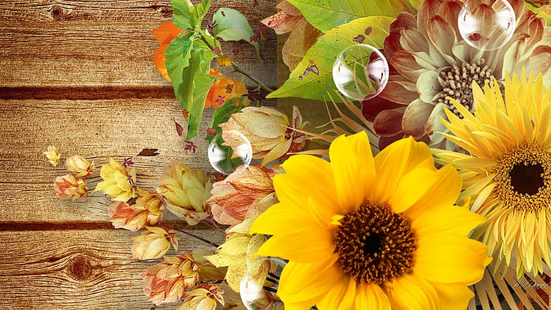 Fall Fall Fall, fall, autumn, sunflowers, bubbles, boards, flowers, pods, wood, HD wallpaper