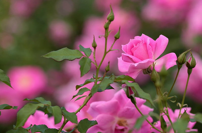 Roses, flower, rose, green, pink, HD wallpaper | Peakpx