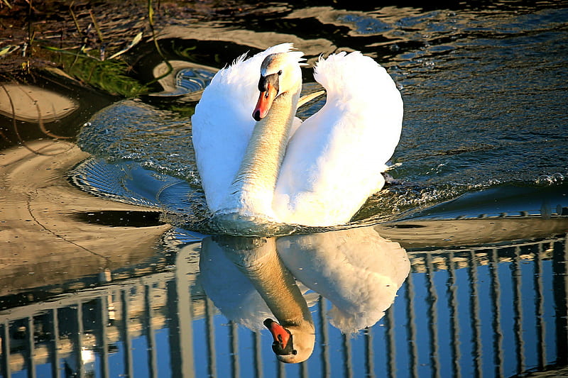 Birds, Mute swan, Bird, Mute Swan, Reflection, Swan, HD wallpaper
