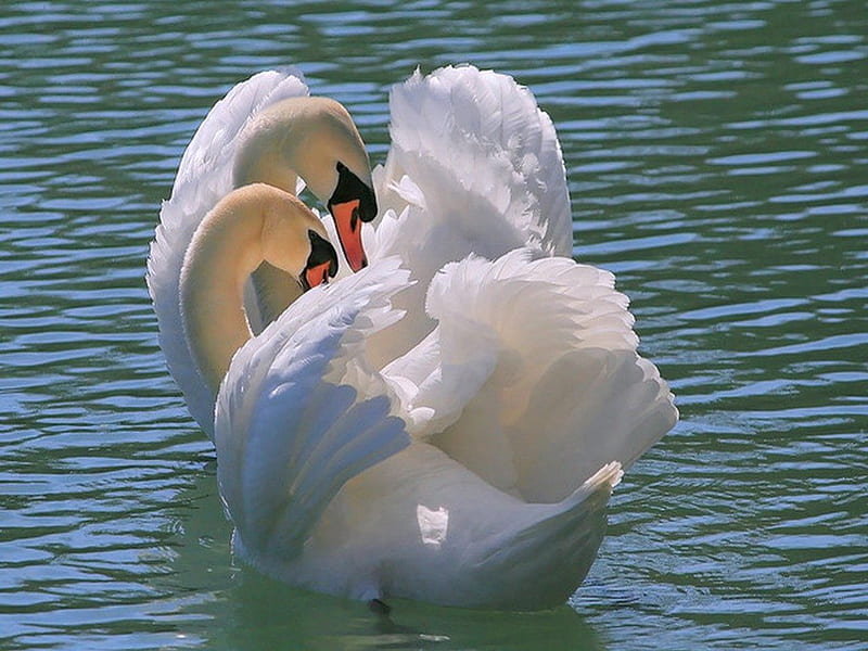 The pair, birds, beauty, white, swans, feathers, HD wallpaper