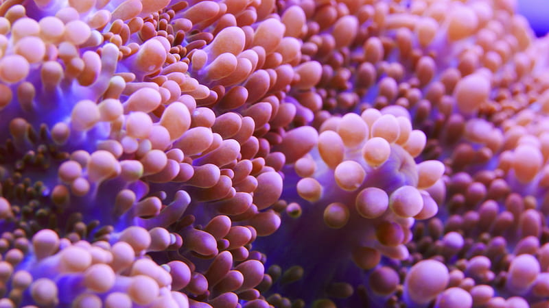 micro graphy of white and orange coral, HD wallpaper