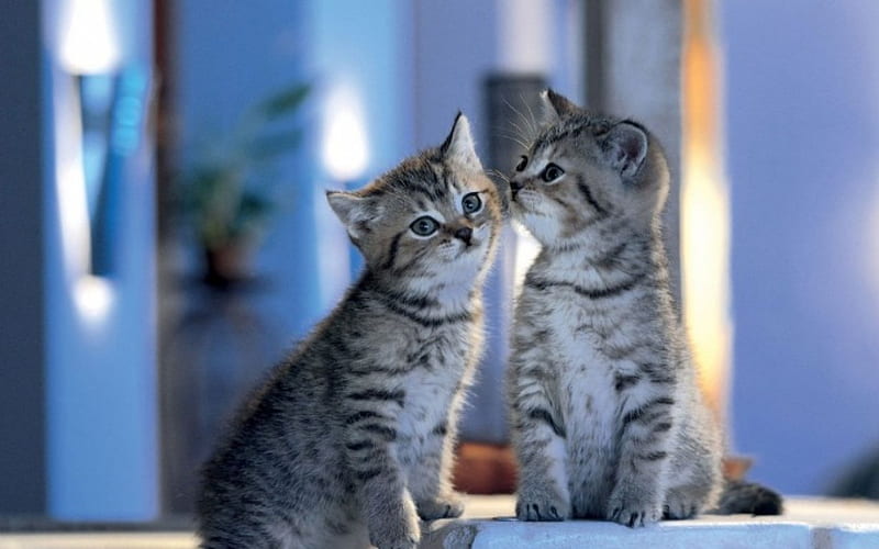 Give me a Kiss dear...:), meow, cat, kiss, animal, HD wallpaper