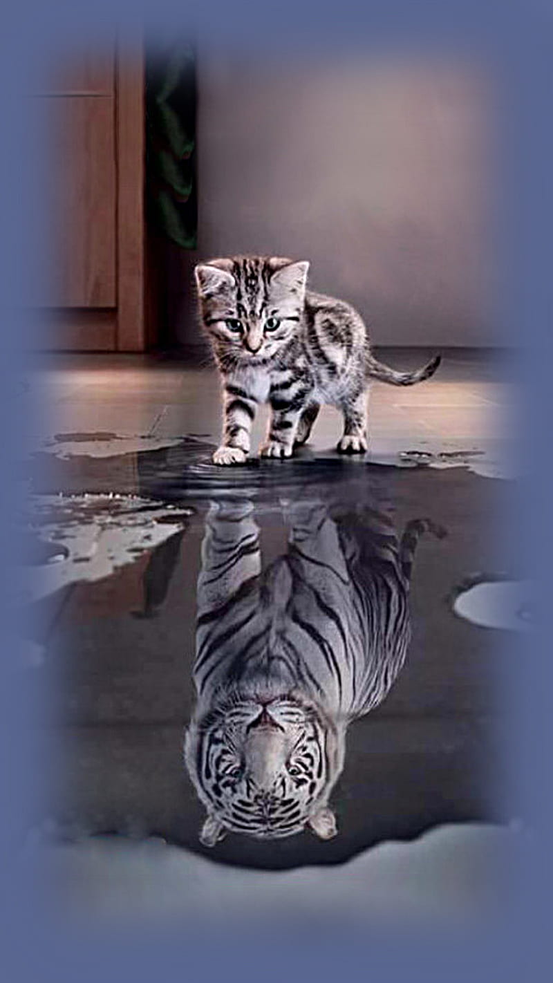 cat 01, tiger, HD phone wallpaper
