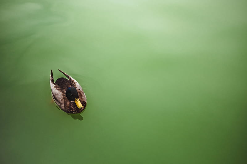 mallard duck on water, HD wallpaper