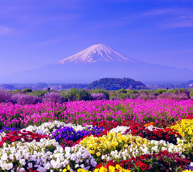 Spring in japan, colors, landscape, nature, HD wallpaper