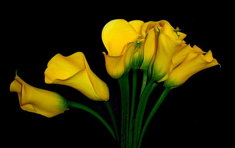 Calas amarillas, flores, calas, Fondo de pantalla HD | Peakpx