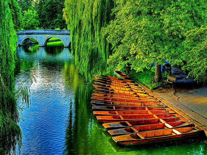 Cambridge, shore, riverbank, grass, canoes, mirrored, nice, boats, reflection, lovely, quiet, greenery, trees, water, red, colorful, bonito, leaves, green, willow, bridge, river, calmness, view, clear, pier, lake, pond, peaceful, summer, nature, walk, lakeshore, branches, HD wallpaper