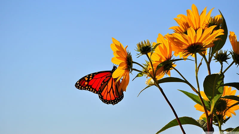 Mariposa sobre flores - r, grafía, mariposa, flores amarillas, flores,  abstracto, Fondo de pantalla HD | Peakpx