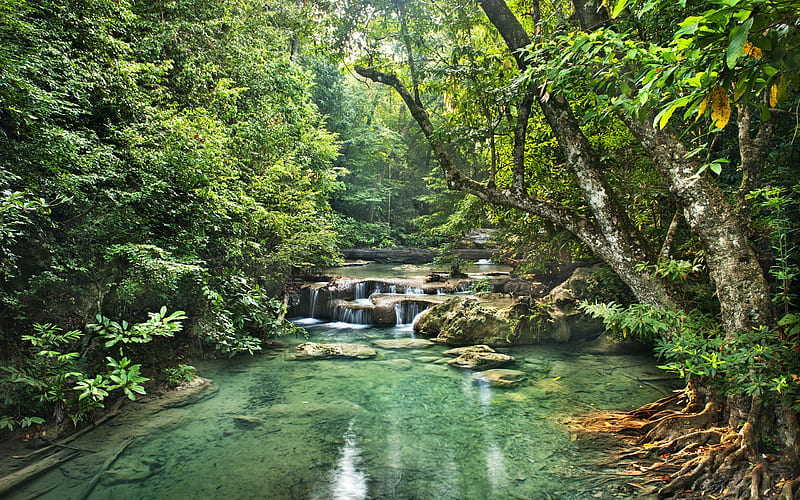 rainforest, river, waterfalls, trees, jungle, forest, HD wallpaper