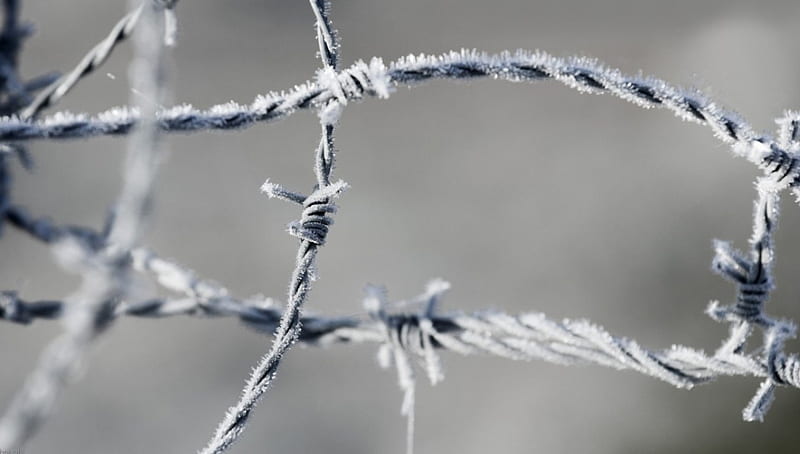 Frozen barbed wire, fence, frosted abstract, winter, barbed wire, frosty, graphy macro, close-up, nature, frozen, frost, HD wallpaper