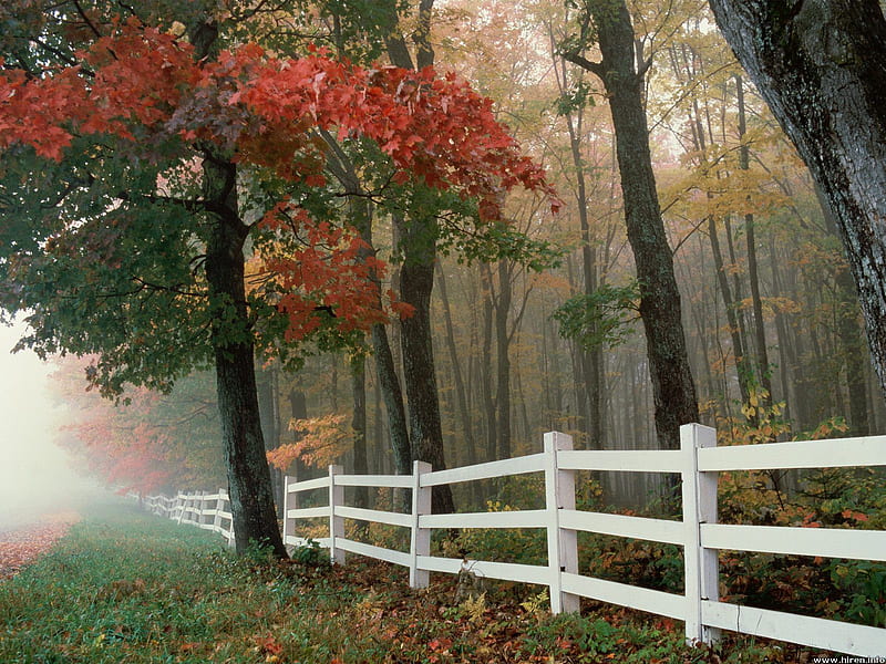 Autumn Splendor, fall, autumn, autumn walk, misty, fence line in autumn, trees, white fence, HD wallpaper