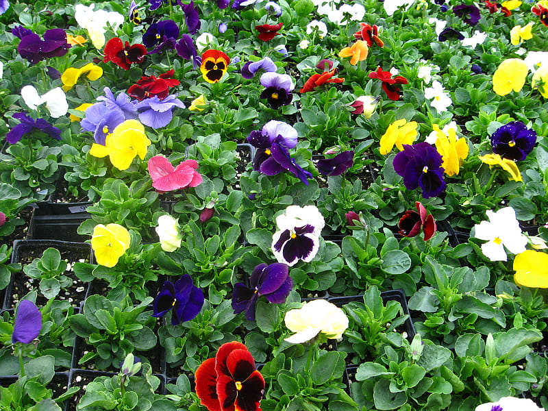 Violets, flower, flowers, garden, gardens, multi-color, schreiners iris gardens, spring, violet, HD wallpaper