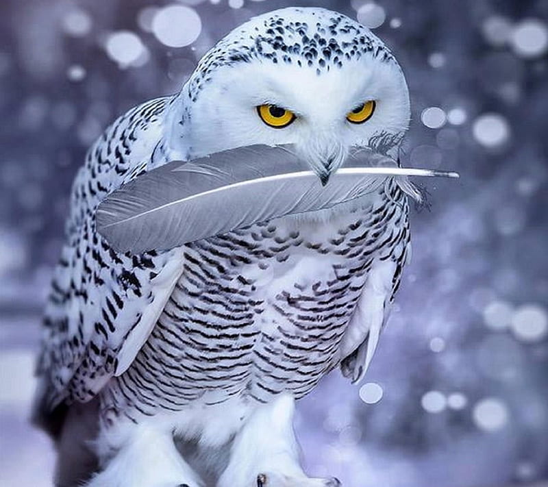Owl an feather, anime, black, funny, love, HD wallpaper