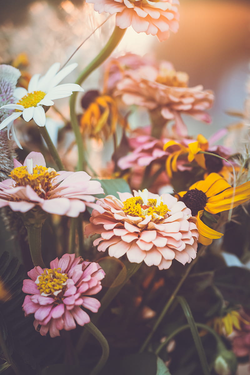 zinnia, garden, flowers, petals, macro, HD phone wallpaper
