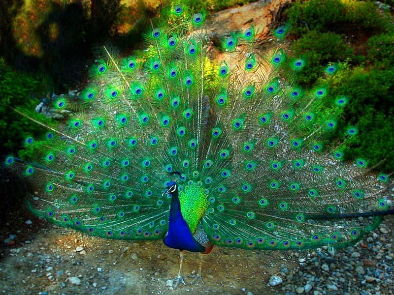 Display, bird, tail, peacock, fan, feathers, HD wallpaper