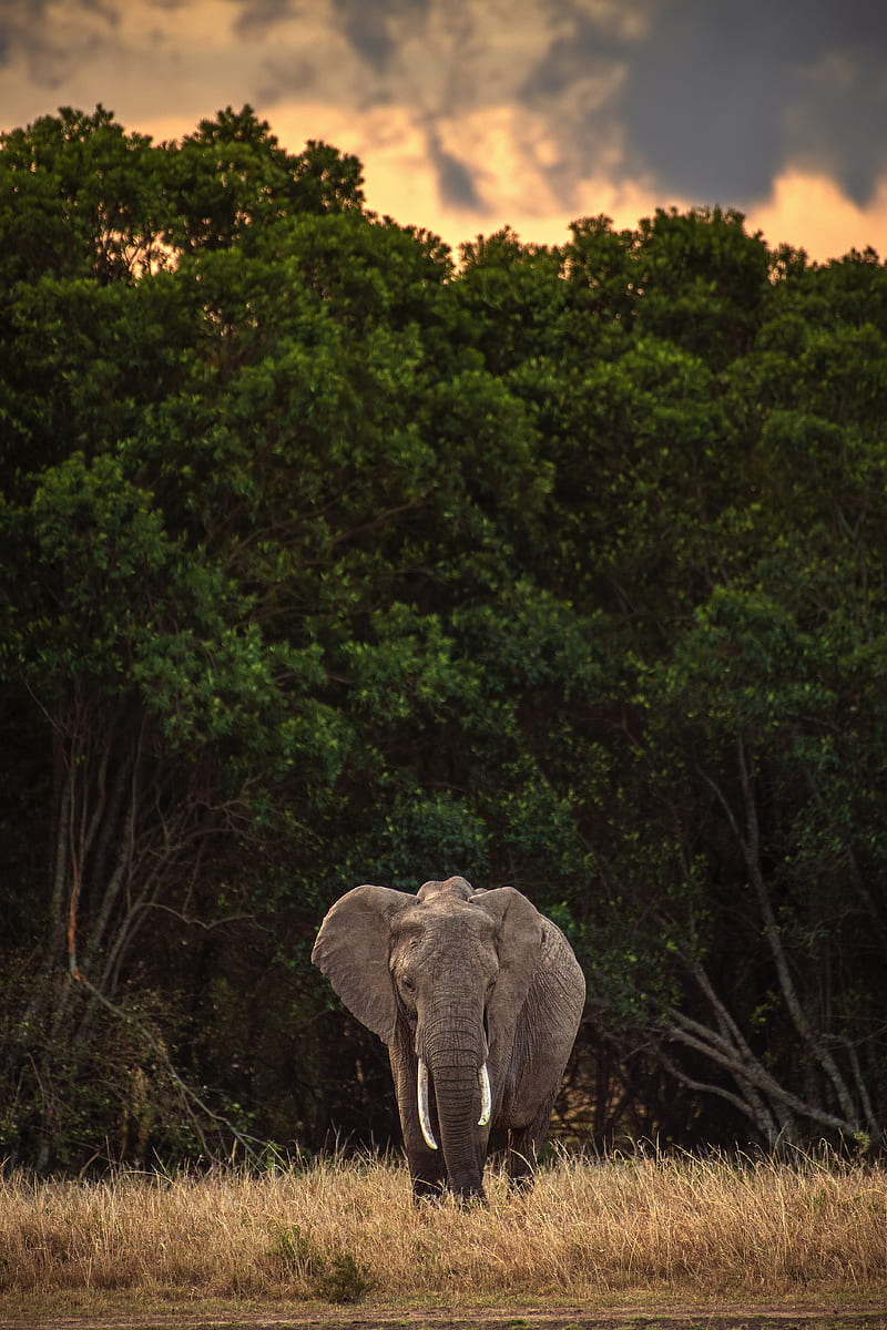 Elephant, safari, animal, trees, HD phone wallpaper | Peakpx