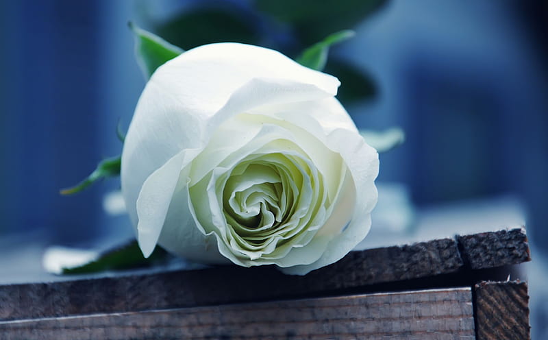 *Purity*, for u, rose, soft, white, delicate, purity, fragile, HD wallpaper